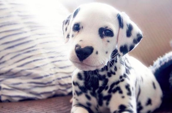 Illustration de l'article : Un chiot dalmatien fait le buzz sur internet grâce à la particularité de sa truffe !